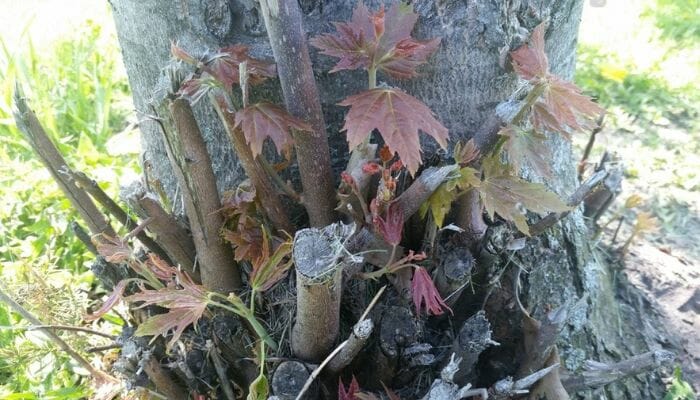 How to Stop Tree Sprouts from Killing a Tree - Best 5 Ways 2 how to stop tree sprouts without killing tree
