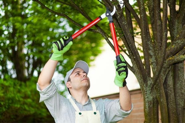 How to Stop Tree Sprouts from Killing a Tree - Best 5 Ways 7 how to stop tree sprouts without killing tree
