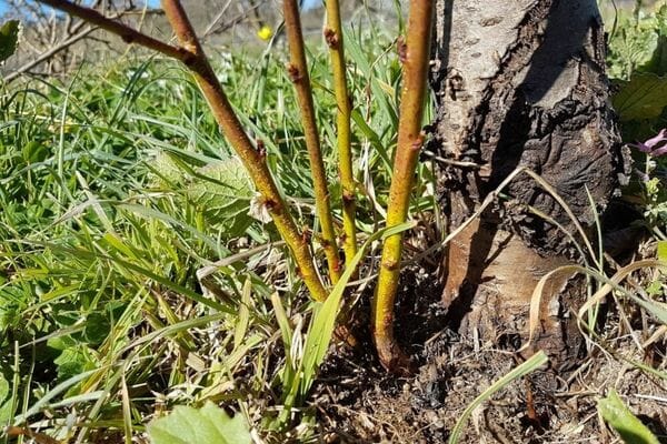 How to Stop Tree Sprouts from Killing a Tree - Best 5 Ways 6 how to stop tree sprouts without killing tree