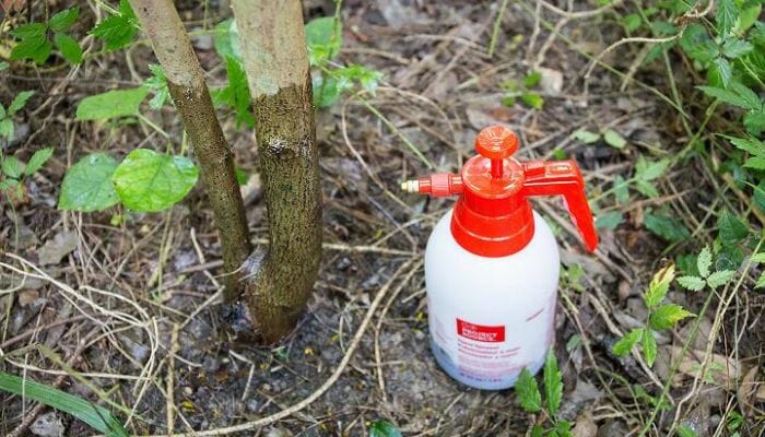 How to Stop Tree Sprouts from Killing a Tree - Best 5 Ways 3 how to stop tree sprouts without killing tree
