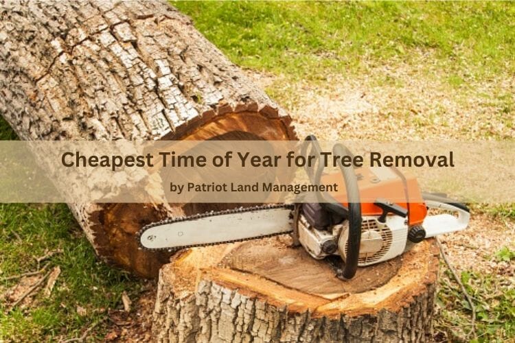 cheapest time of year for tree removal